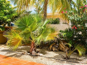 Un jardín con palmeras, un pequeño estanque y diversas plantas.