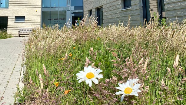 Un bâtiment moderne doté d’une allée pavée et d’un espace verdoyant parsemé de marguerites.