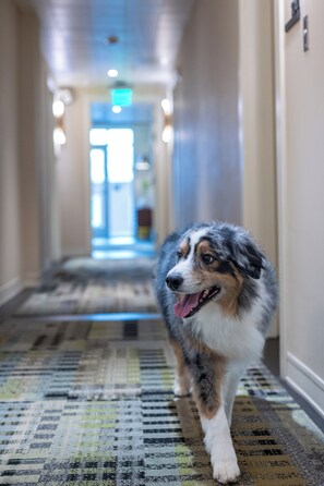 Pet-friendly - The Holbrook Hotel (Danville)