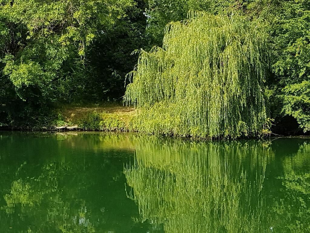 Un lago tranquillo con un salice piangente riflesso nell'acqua.