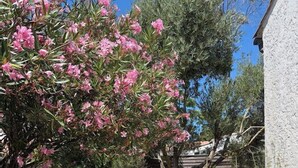 Un jardin avec un mur en pierre, un arbre aux fleurs roses et un pot de fleurs bleu.