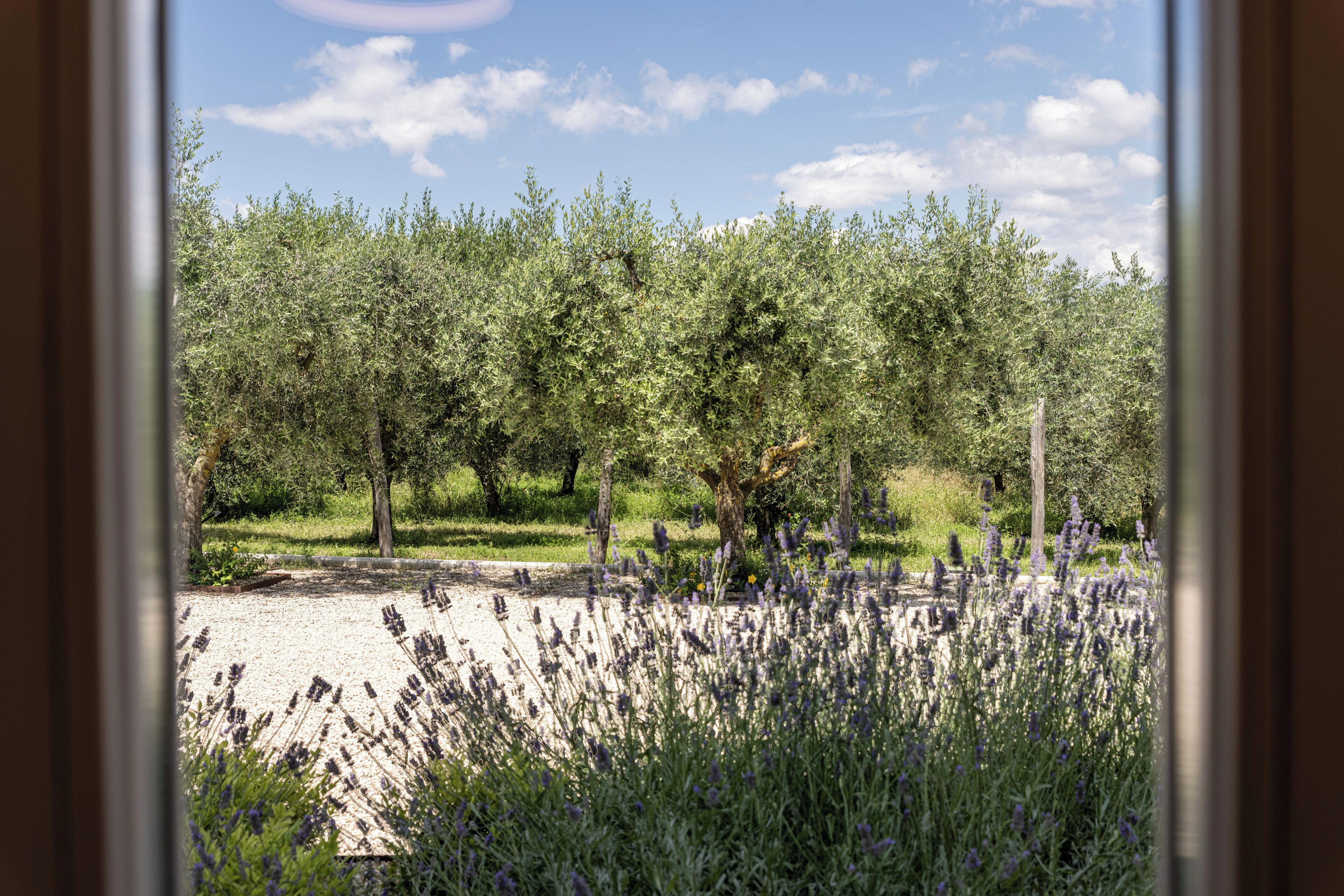 A view through a window of a garden with lavender plants and trees.