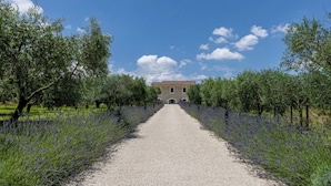 Un camino de grava que conduce a un edificio de piedra con techo de tejas, rodeado de hileras de plantas de lavanda.