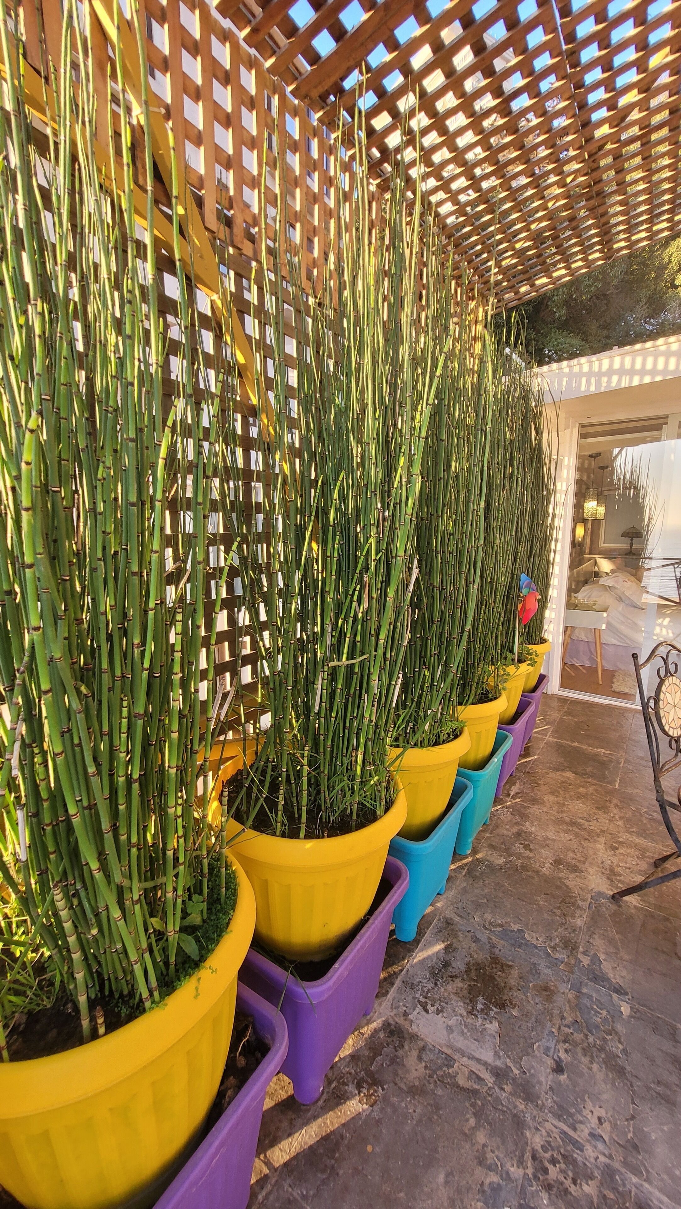 A row of tall bamboo plants in yellow and purple pots, arranged against a wooden lattice structure.
