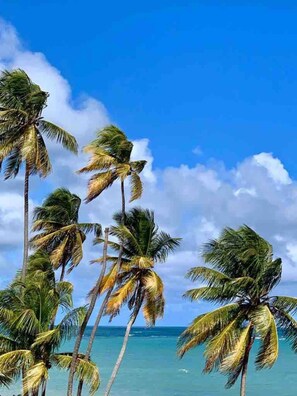 A beach with palm trees and clear blue sky.