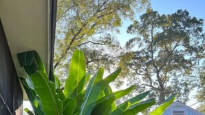 A garden with large banana plants and a small garden bed with various plants. - Relaxing garden cottage with sauna
 (Shreveport)