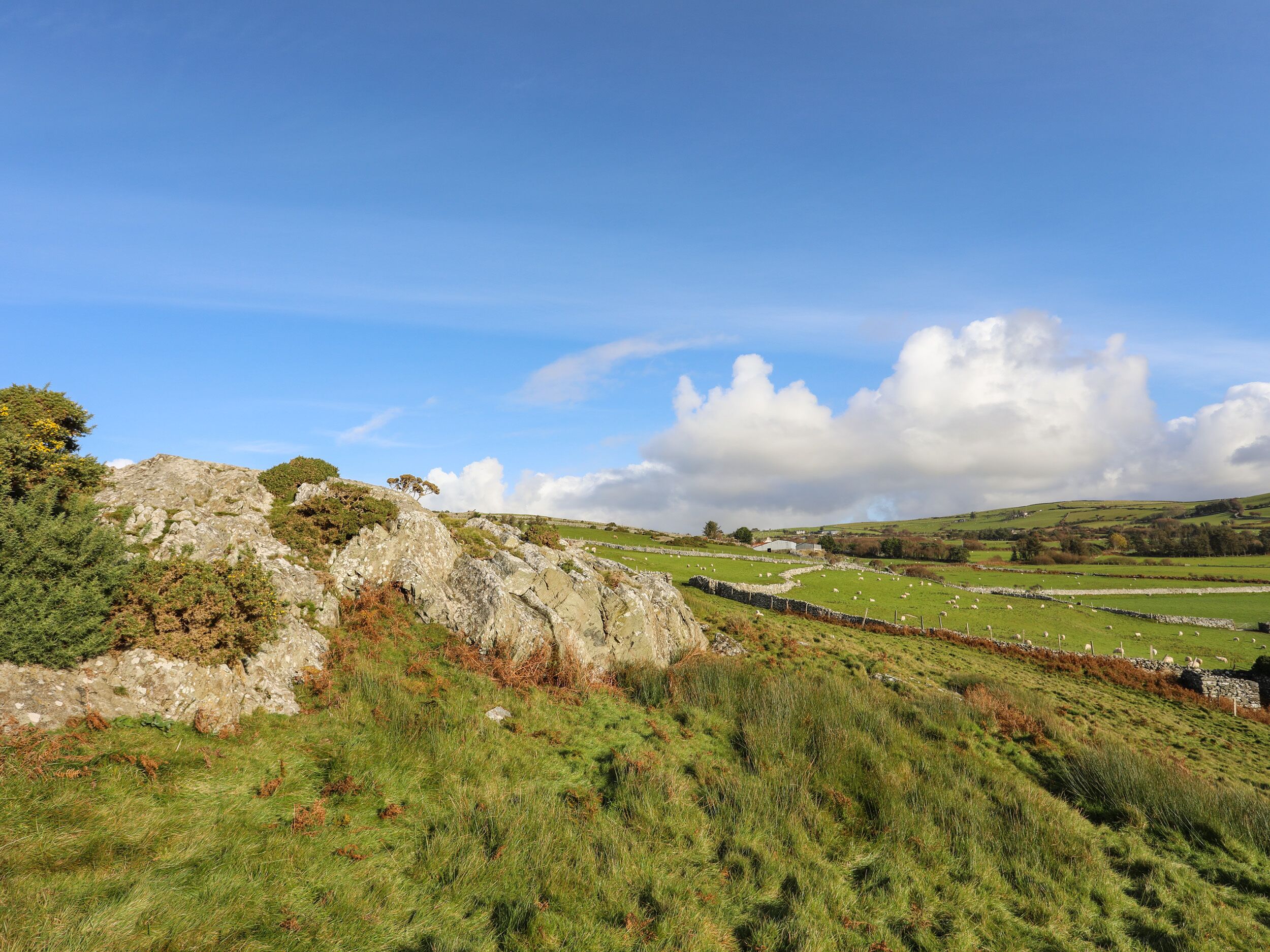 A rural landscape with a stone wall, grassy fields, and scattered sheep.