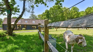 A ram standing in a grassy area with a wooden fence and a house in the background.