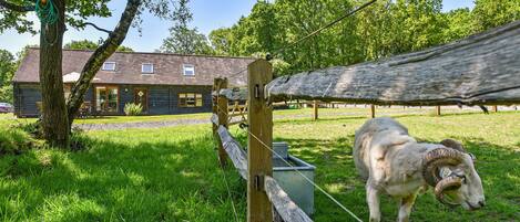 A ram standing in a grassy area with a wooden fence and a house in the background.