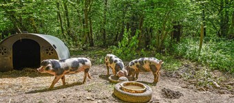 Taylors Copse Cottage by inspirestays.com - a cottage that sleeps 5 guests in 2 bedrooms