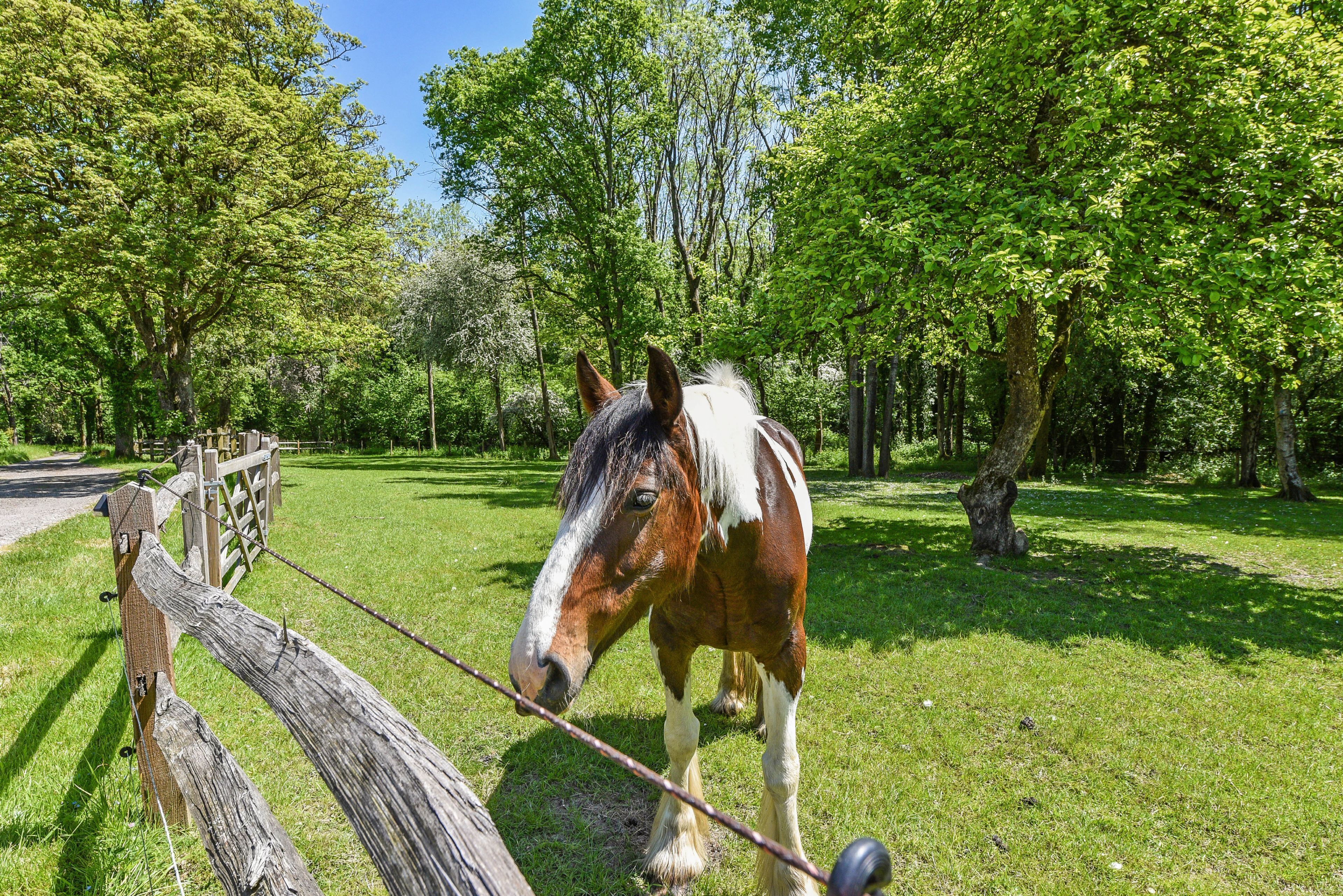 Un cheval broute près d’une clôture en bois, dans un champ verdoyant et luxuriant, avec des arbres en arrière-plan.