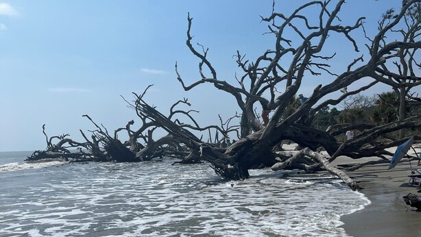 Une plage avec un arbre tombé dans l’eau et des vagues qui déferlent sur le rivage.