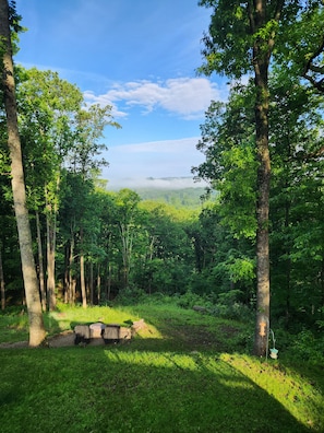 A forested area with a clear sky, trees, and a grassy path.