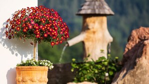 A potted plant with red flowers in front of a white wall and a stone structure resembling a birdhouse. - Ferienwohnung Jennerblick, 85 qm, 1-4 Personen, 2 Separate Schlafzimmer, Wohn- Esszimmer, Bad, Balkon (Schönau am Königssee)