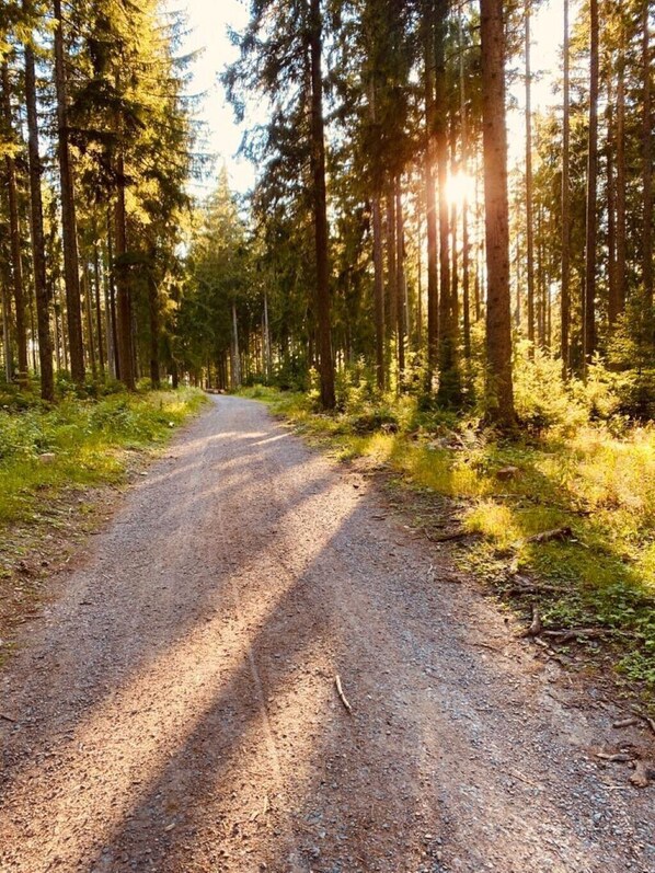 A forested dirt road with tall trees and sunlight filtering through.
