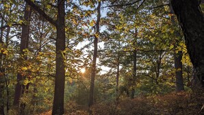 Une scène de forêt avec de grands arbres et la lumière du soleil filtrant à travers les feuilles.