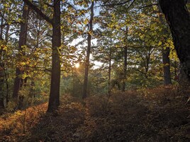 Escena de bosque con árboles altos y luz del sol filtrándose entre las hojas.