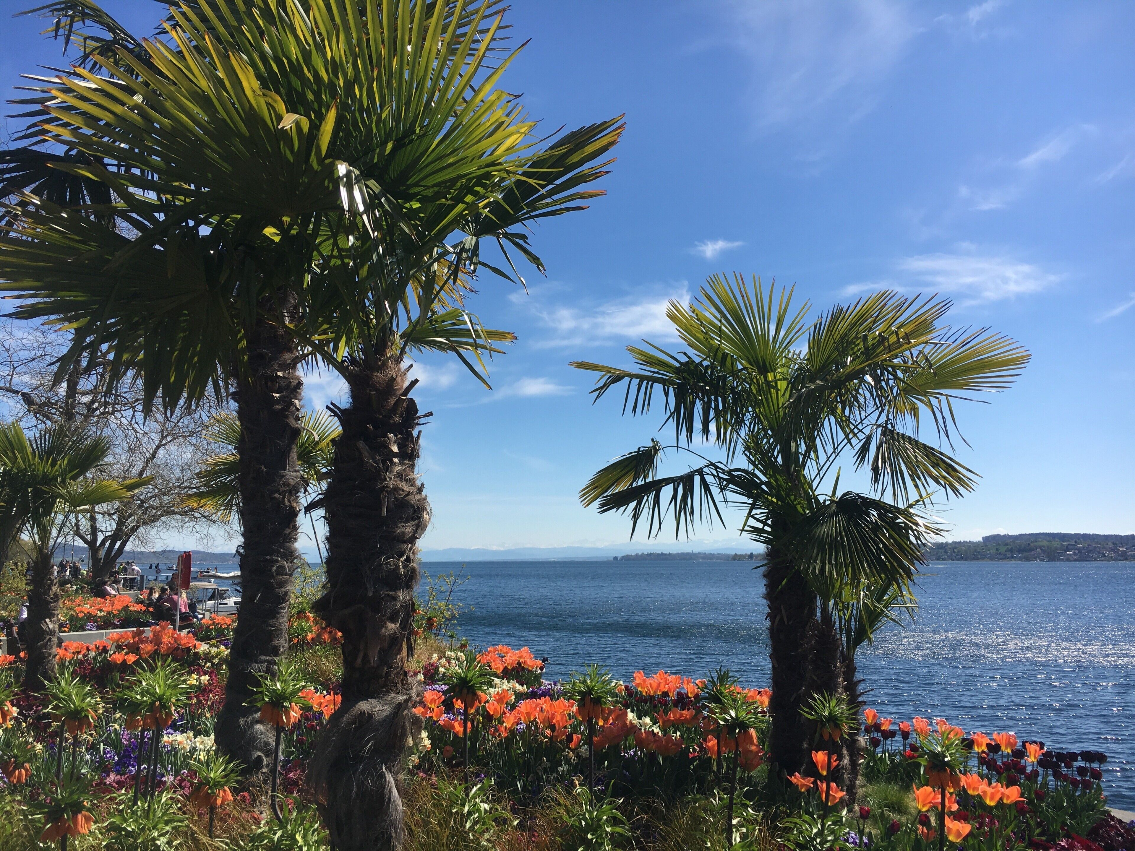 A coastal garden with palm trees and a variety of flowers.