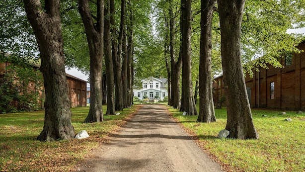 A dirt path flanked by tall trees leading to a large white building with a green roof.