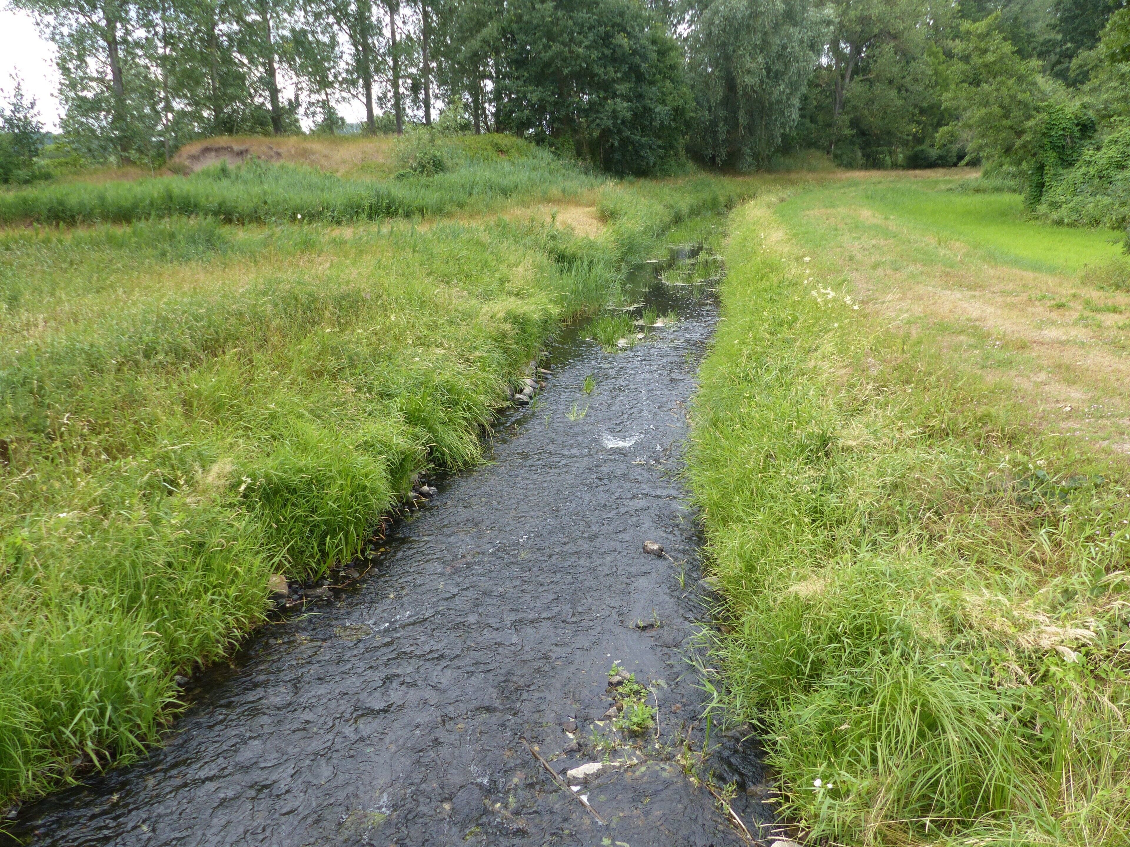 Ein schmaler, schlammiger Wasserlauf, umgeben von üppigem Grün und Bäumen.