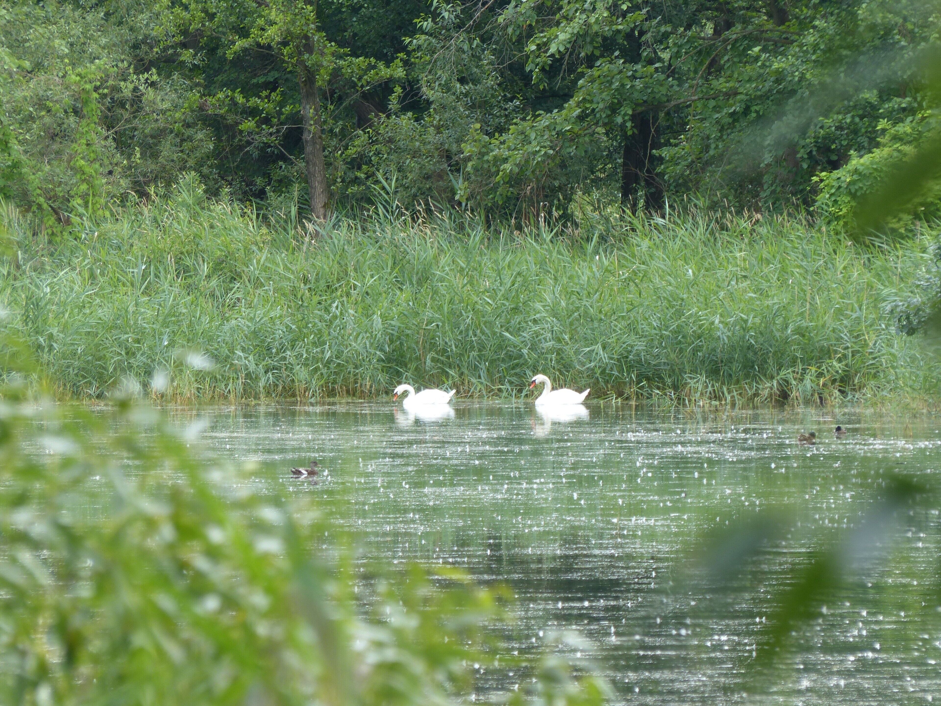 A calm body of water with swans and ducks, surrounded by dense greenery and trees.