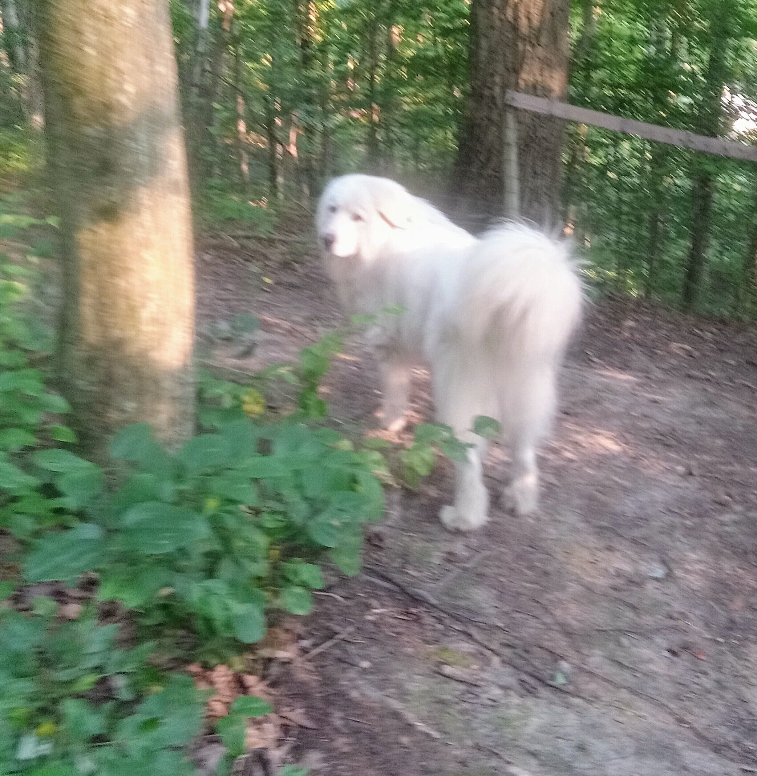 A dog standing on a dirt path surrounded by trees.