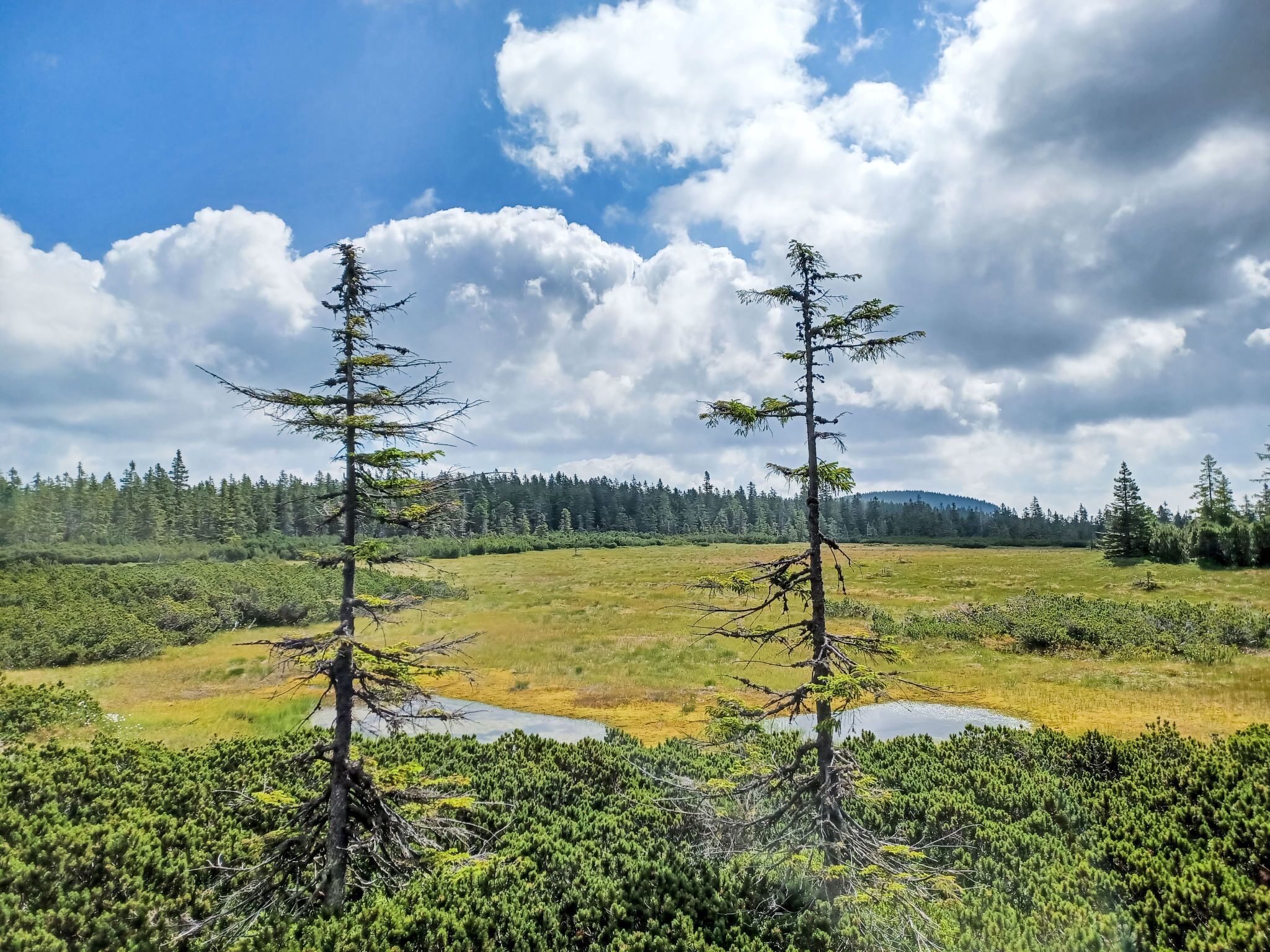 Eine natürliche Landschaft mit zwei markanten Bäumen im Vordergrund, einer grasbewachsenen Wiese und einem dichten Wald im Hintergrund unter einem teils bewölkten Himmel.
