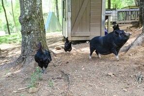 A rustic outdoor setting with a wooden structure, a tree, and a pig. - Star Brook Gardens - Buffalo Mountain Getaway (Meadows of Dan)