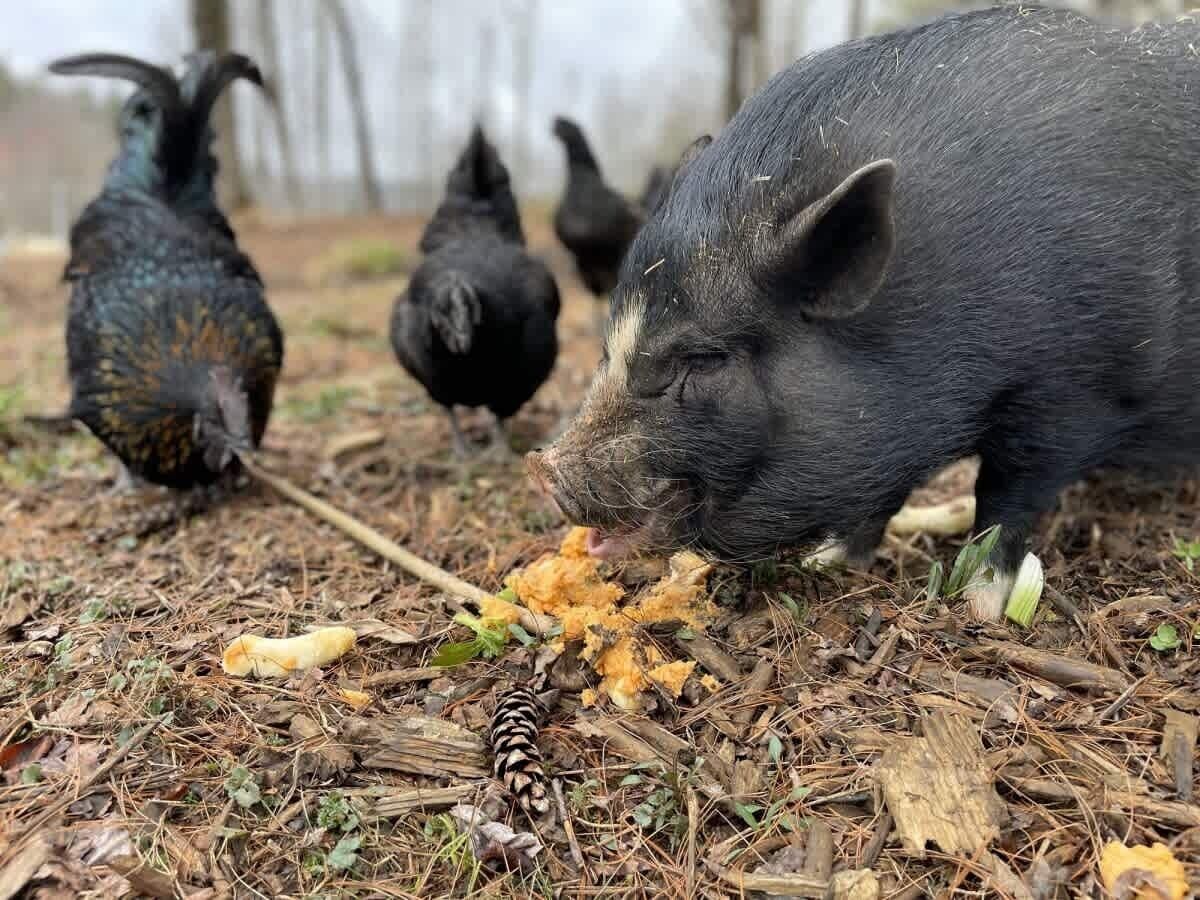 A pig and several birds feeding on the ground.