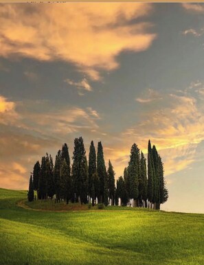 A landscape with a row of tall trees on a grassy hill under a cloudy sky. - "The Grain" (Trequanda)