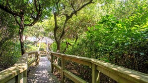 A wooden boardwalk through a forested area with dense foliage and trees.