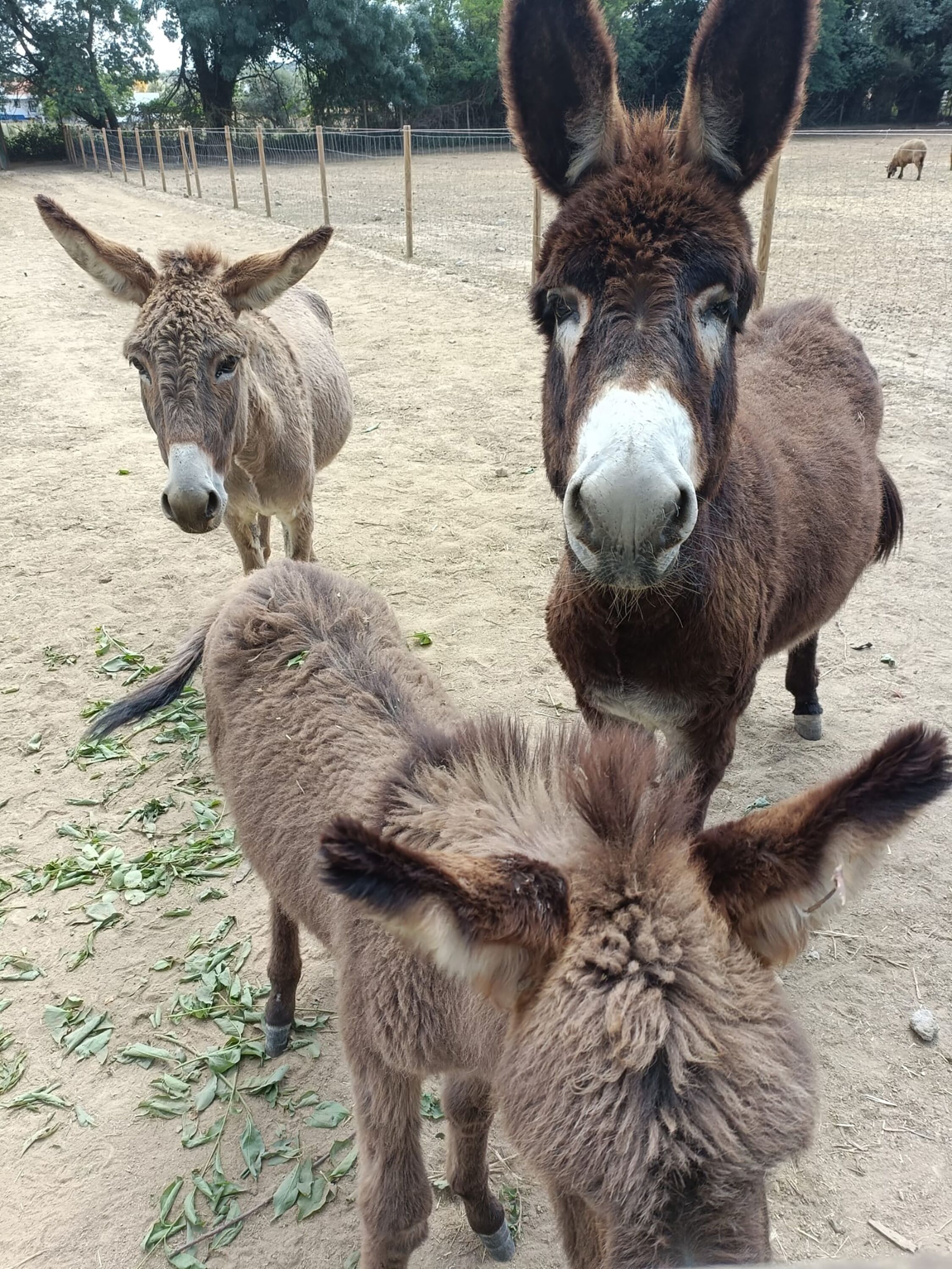Photo - Quinta do Louredo - Évora