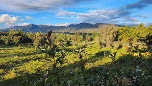 A landscape with a mountain range in the background and a field of greenery in the foreground.