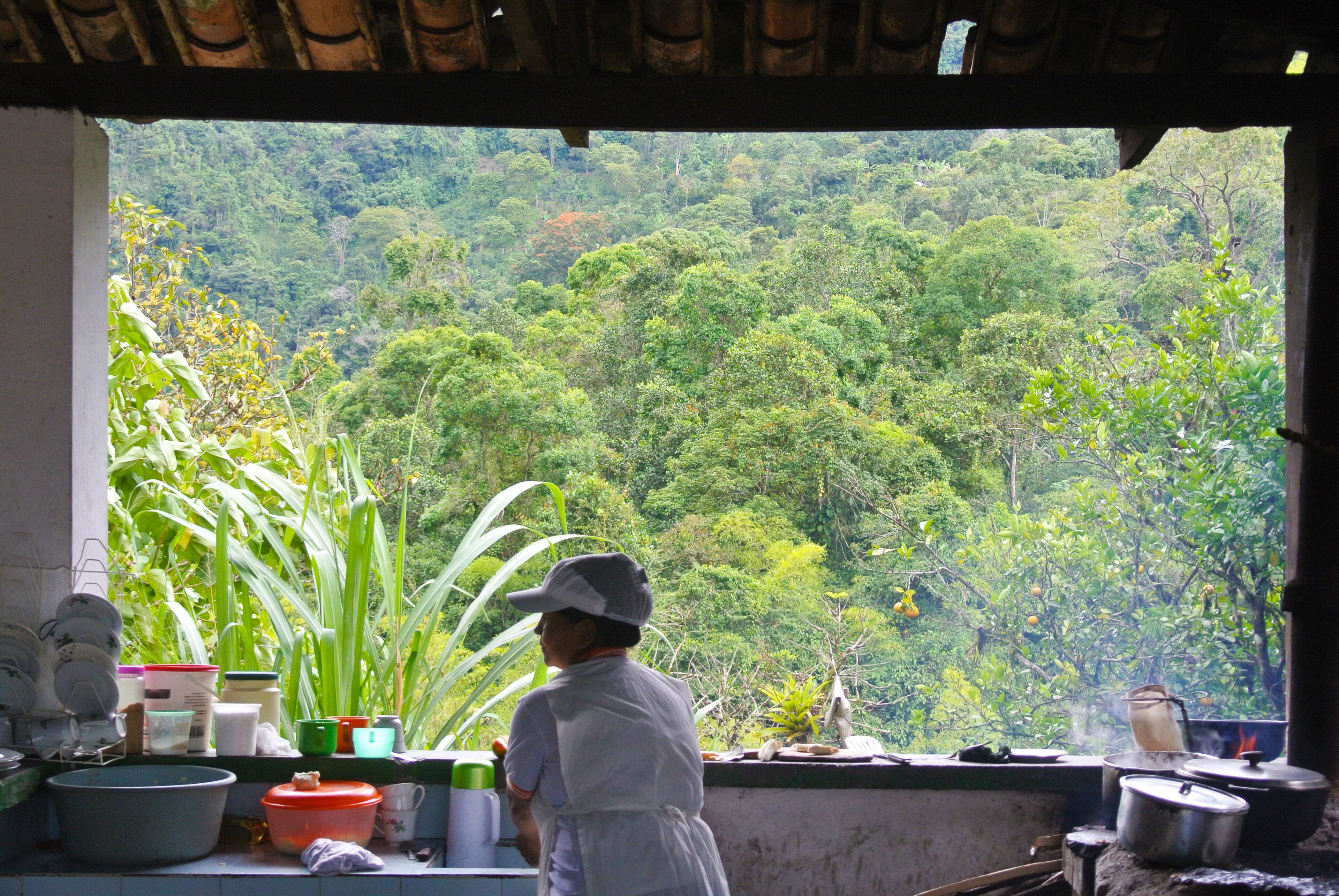 Una cocina con vistas a un bosque frondoso.