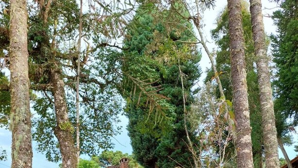 A rustic wooden house surrounded by lush greenery and trees. - Pousada Anecuém (Camanducaia)