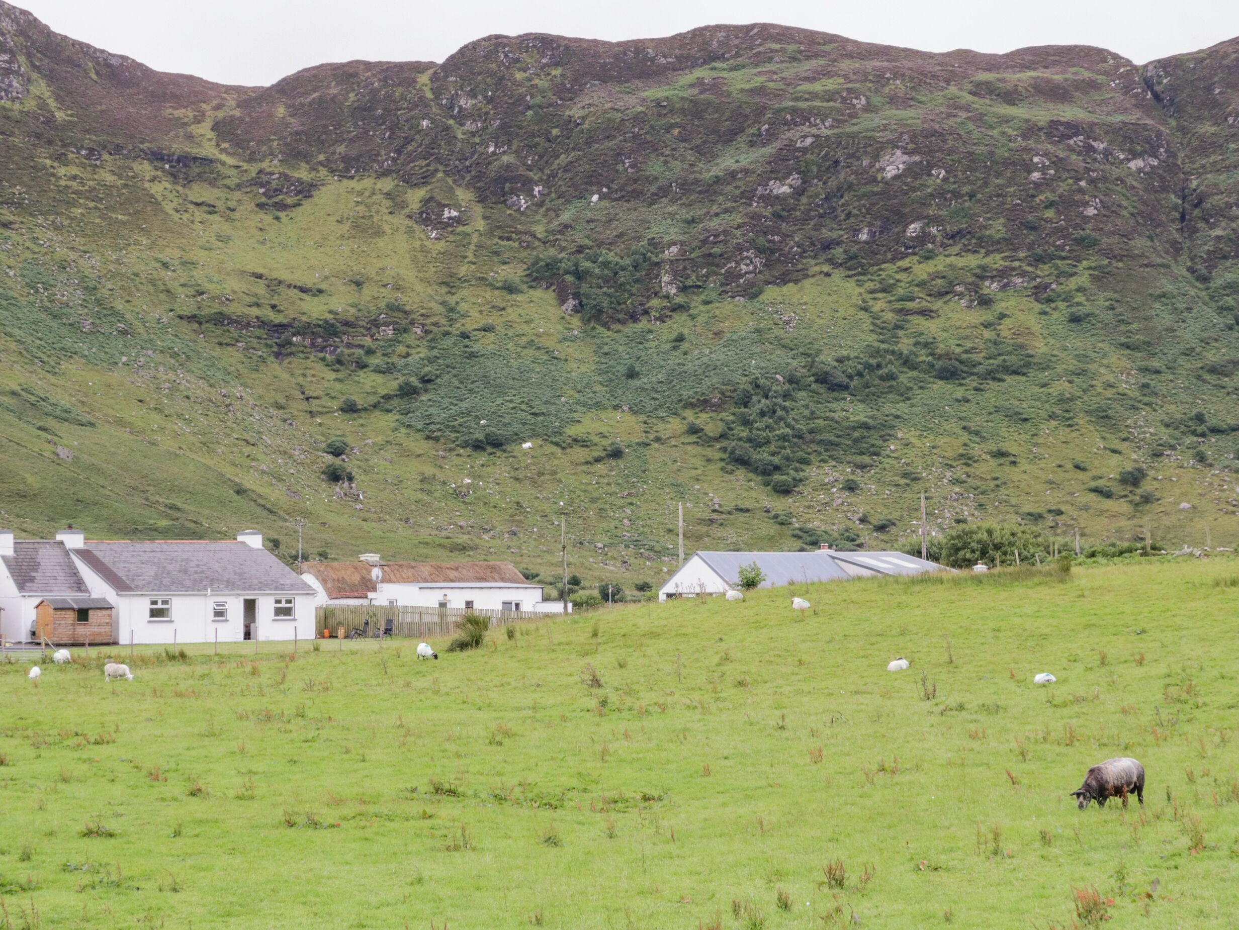 Paisaje rural con un campo cubierto de hierba, unas pocas ovejas pastando y una hilera de casas blancas con tejados grises.