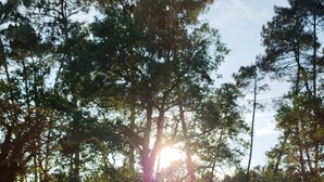 Een natuurlijk landschap met bomen en zonlicht dat erdoorheen schijnt.