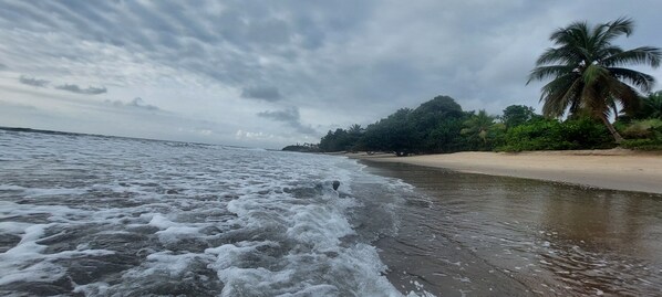 Une plage avec des vagues, une étendue de sable et des palmiers.