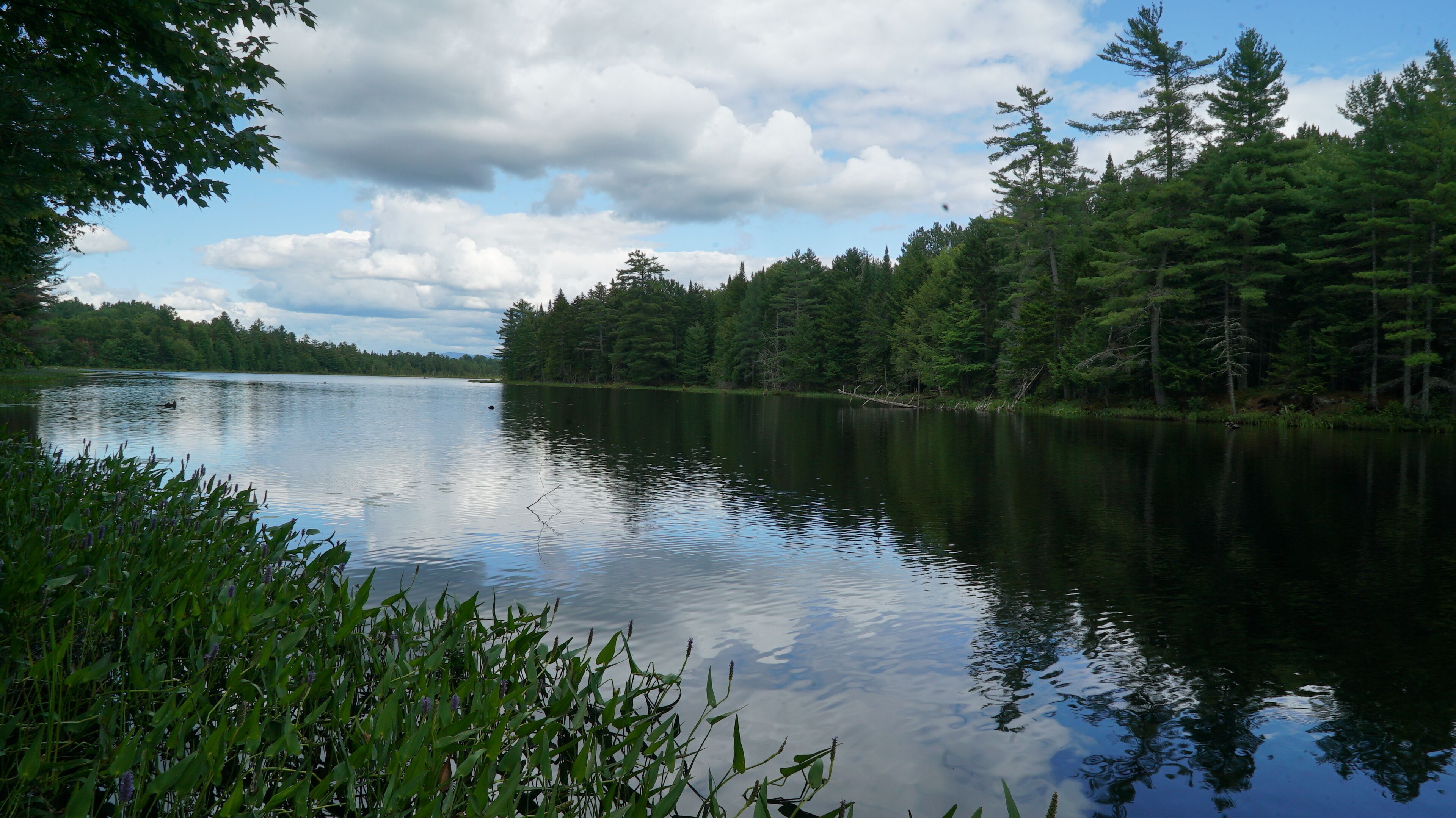 A calm lake surrounded by dense forest and a clear sky.