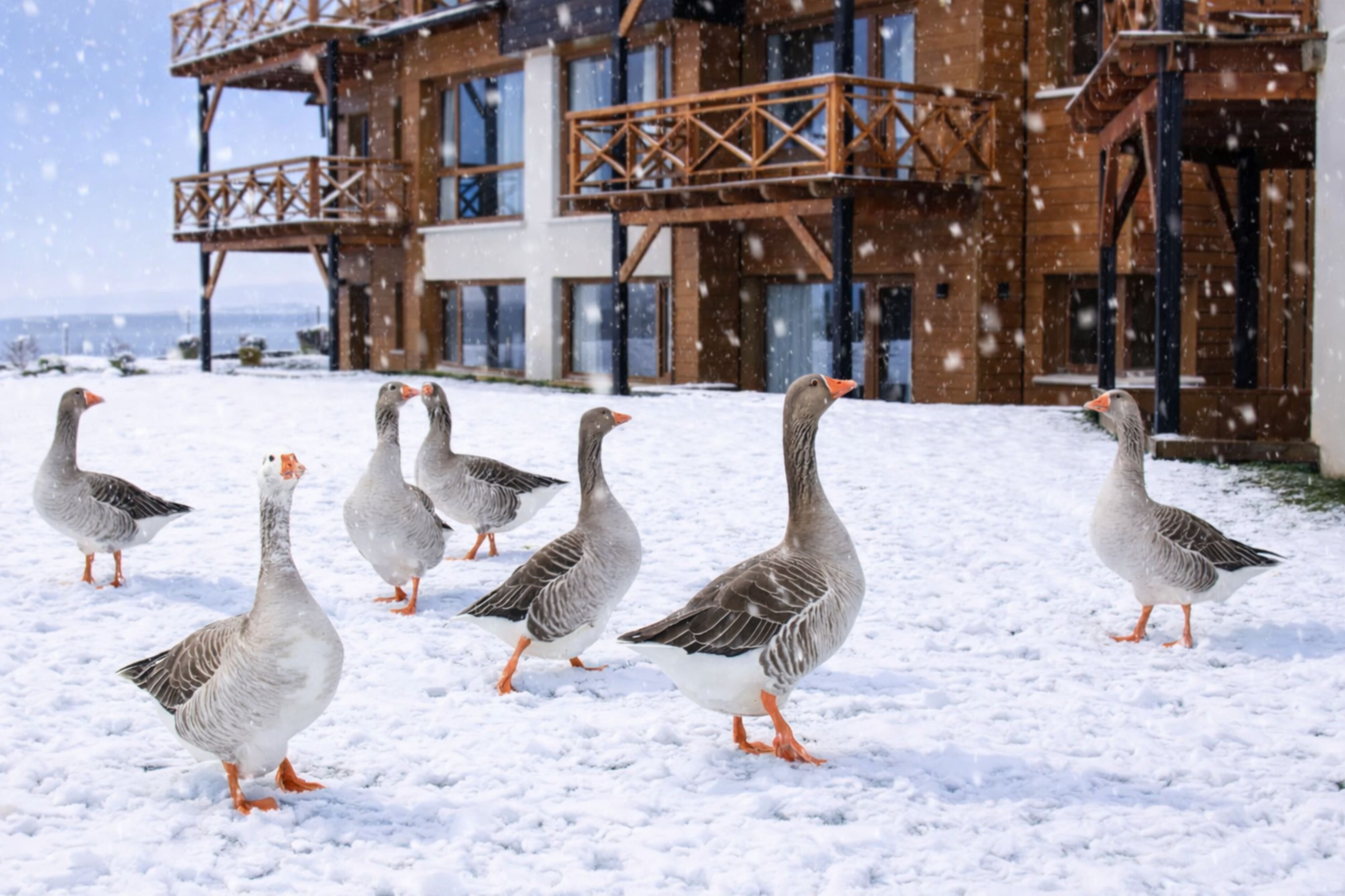 A group of geese walking on snow in front of a wooden building with balconies.