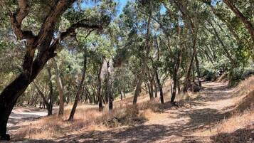 Un área boscosa con un sendero de tierra.