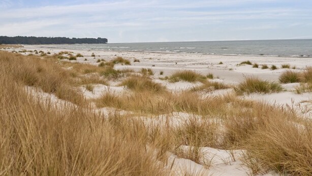Ein Strand mit Dünen und einem Wald im Hintergrund.