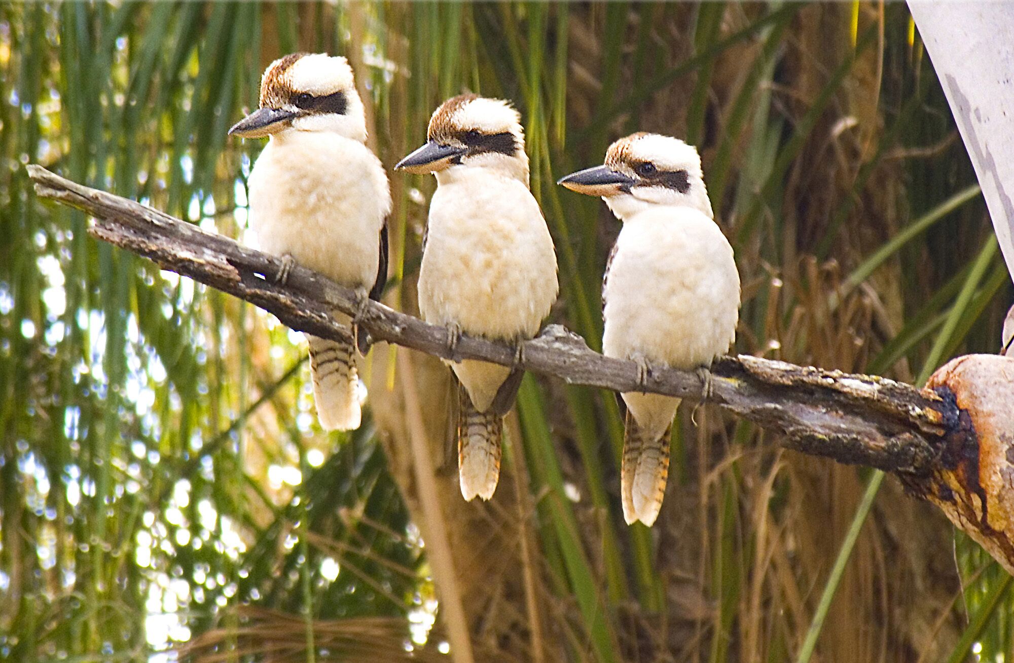 Three birds perched on a branch.