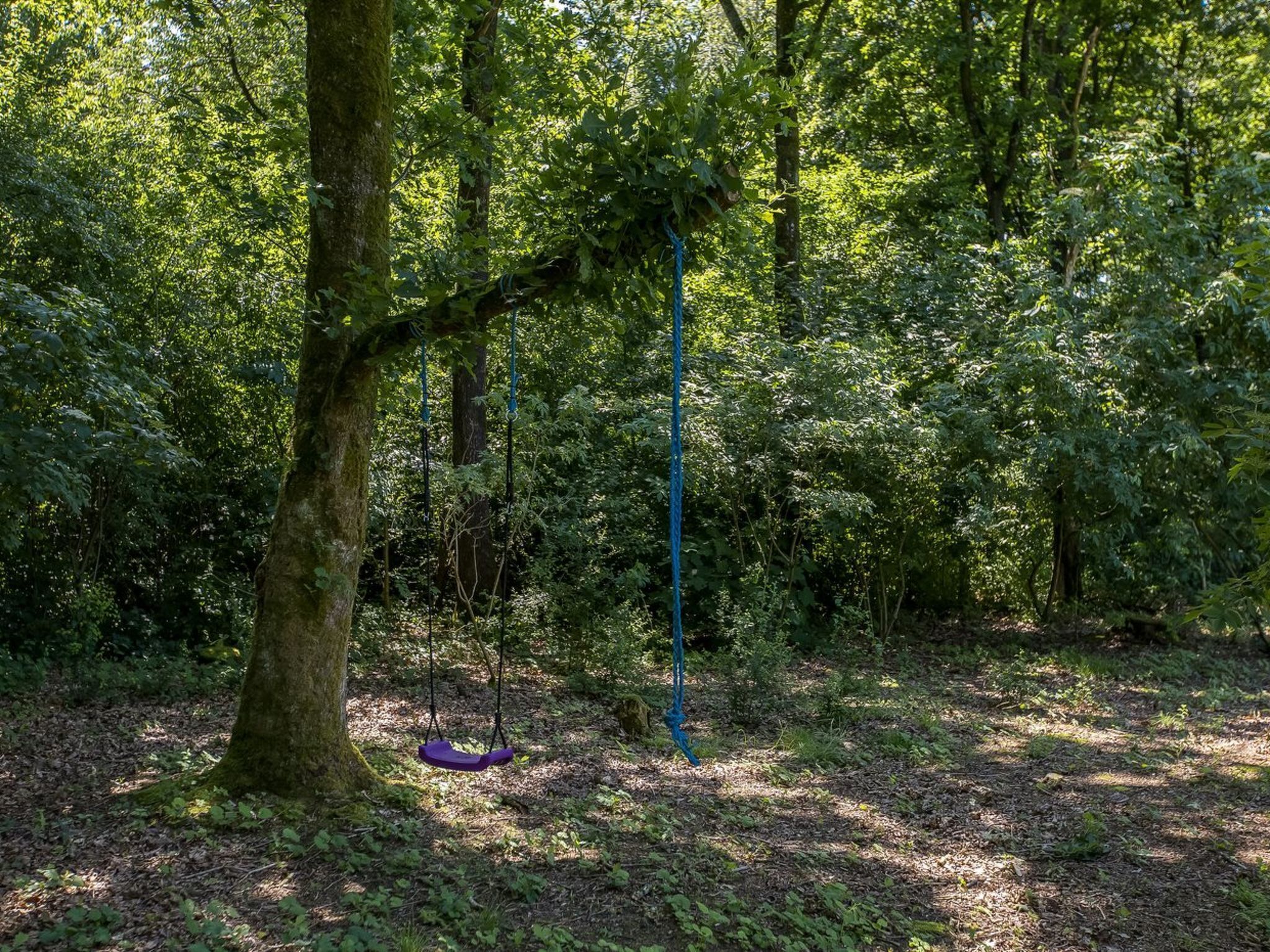 A swing hanging from a tree in a forested area.