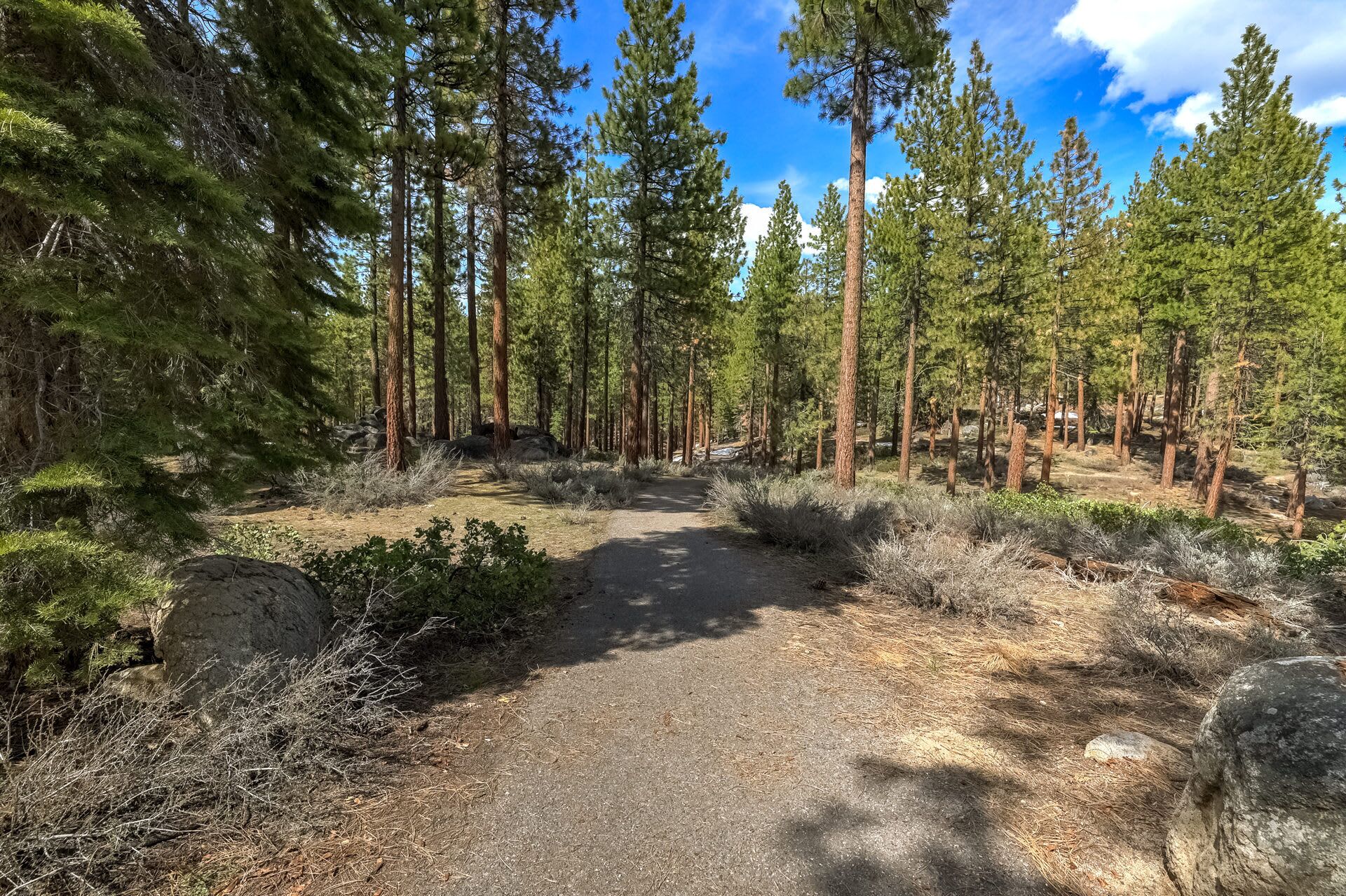 A forested area with a dirt path leading through tall pine trees.