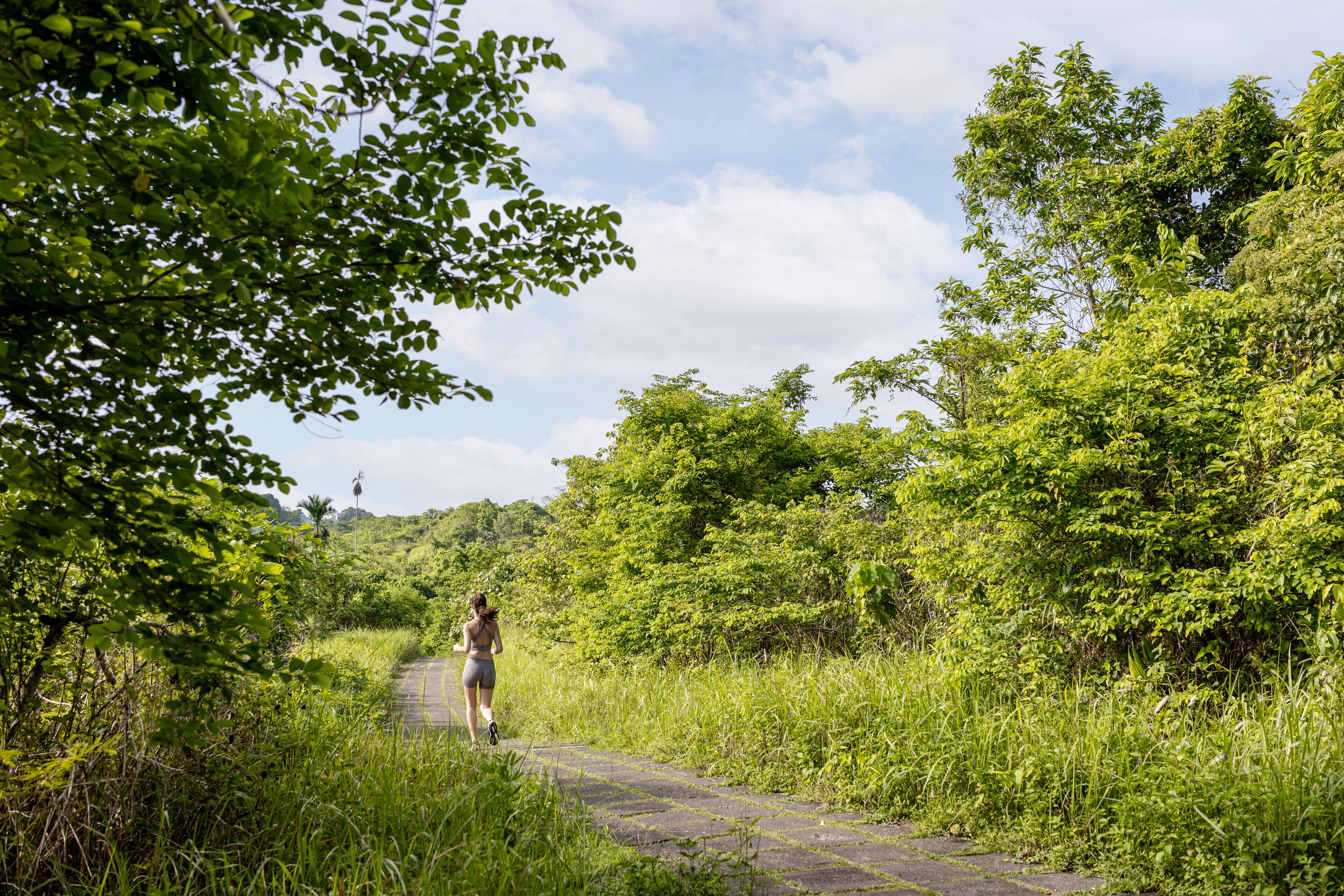 A paved path surrounded by lush greenery and trees.