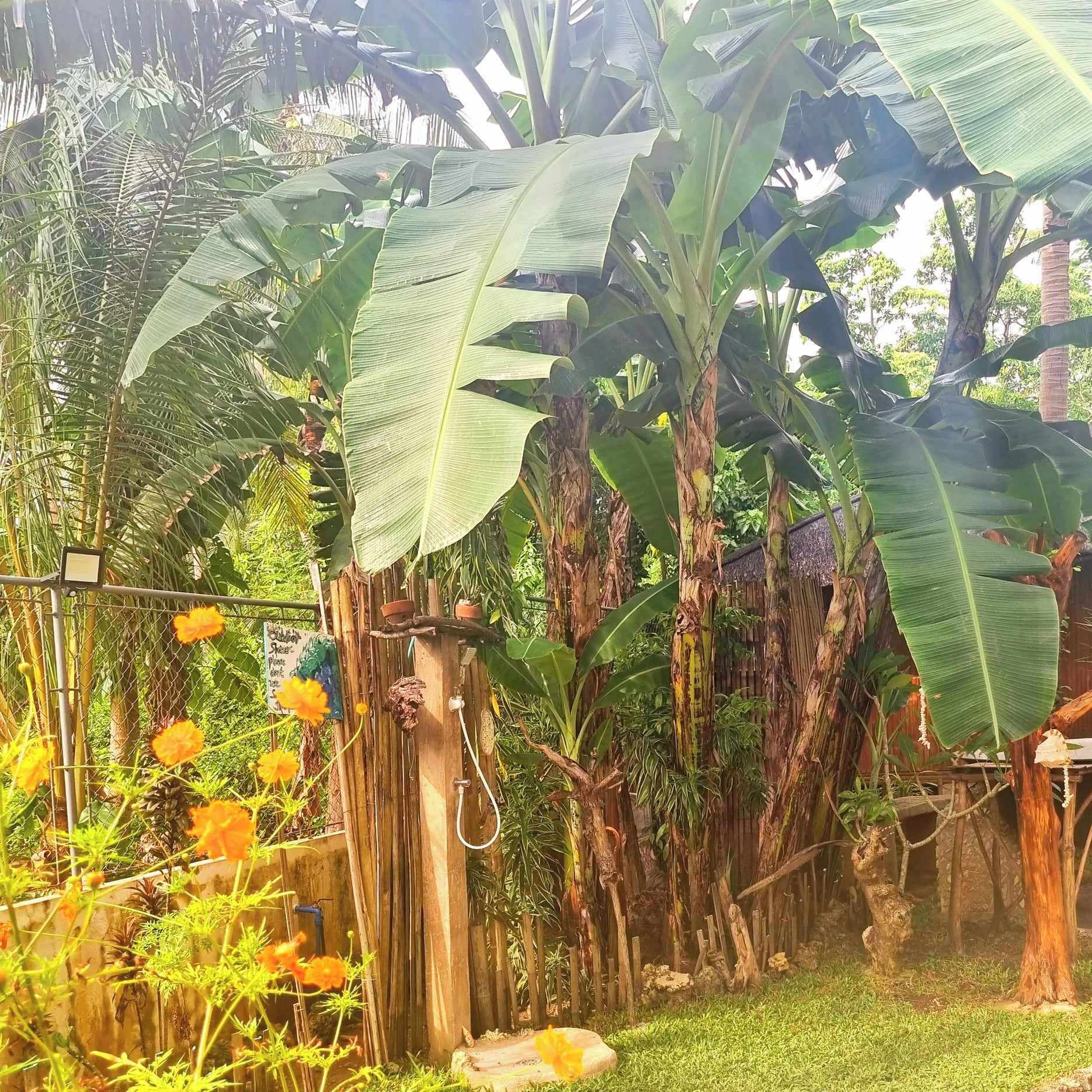 Een tuin met grote bananenbomen, een bamboescherm en diverse planten.