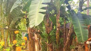 Een tuin met grote bananenbomen, een bamboescherm en diverse planten.