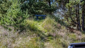 Una panchina immersa nel verde, con pini ed erba.