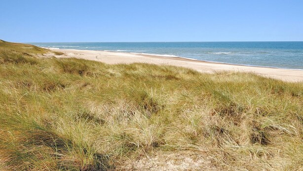 Een strand met duinen en gras op de voorgrond.
